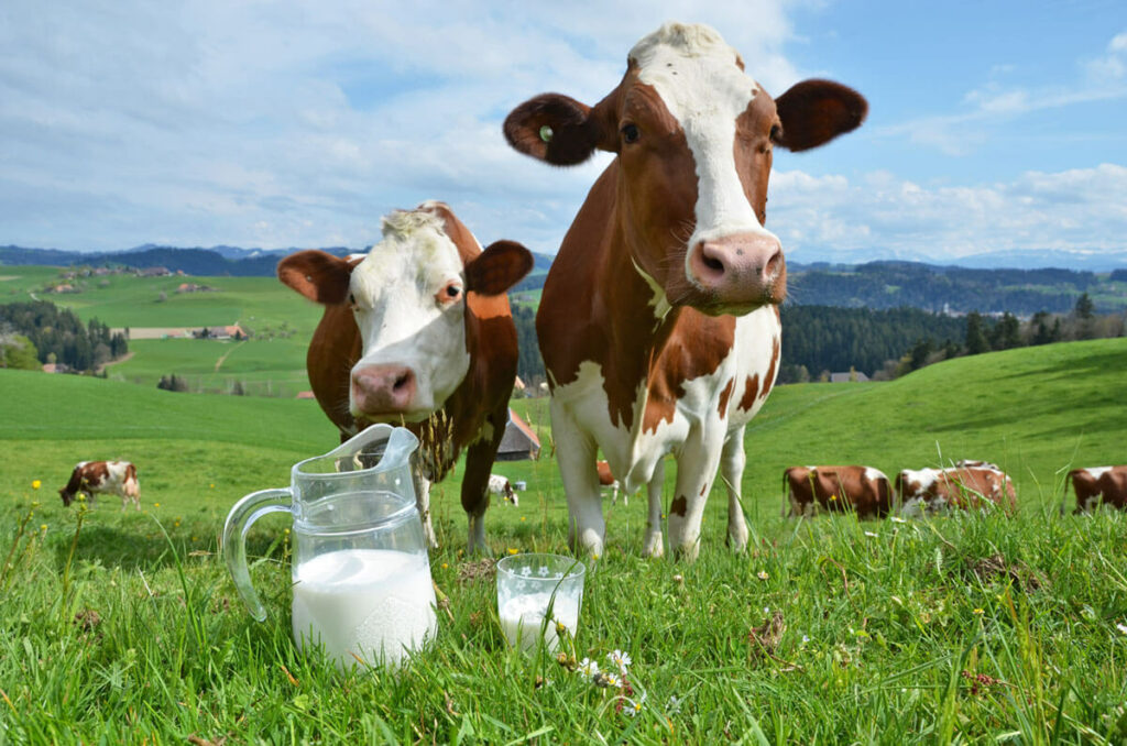 cow fresh milk